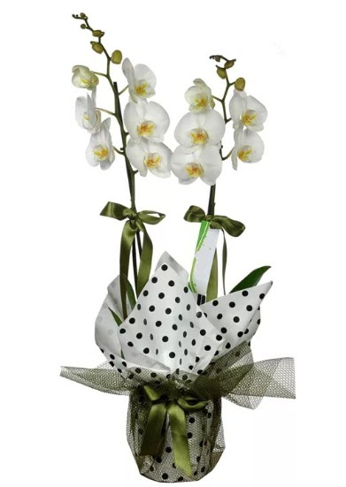 ift Dall Beyaz Orkide  Mu 14 ubat sevgililer gn iek 