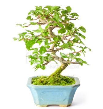 S zerkova bonsai ksa sreliine  Mu nternetten iek siparii 