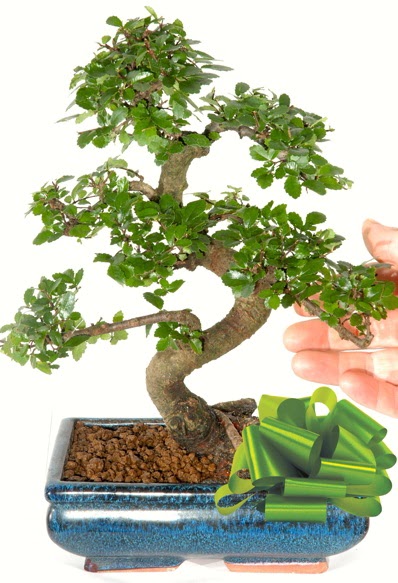 Yaklak 25 cm boyutlarnda S bonsai  Mu iek siparii sitesi 