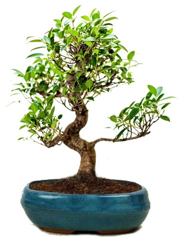 25 cm ile 30 cm aralığında Ficus S bonsai  Muş çiçek gönderme sitemiz güvenlidir 