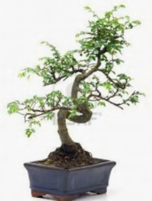 S gvde bonsai minyatr aa japon aac  Mu iek sat 