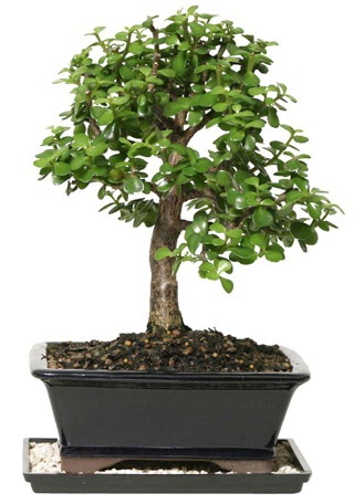 15 cm civar Zerkova bonsai bitkisi  Mu iek siparii sitesi 