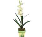 Özel Yapay Orkide Beyaz   Muş online çiçekçi , çiçek siparişi 