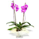  Muş çiçek satışı  Cam yada mika vazo içerisinde  1 kök orkide