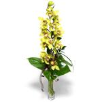  Muş İnternetten çiçek siparişi  cam vazo içerisinde tek dal canli orkide