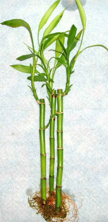 Lucky Bamboo 3 adet vazo hediye edilir   Mu cicek , cicekci 