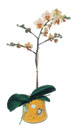  Muş online çiçek gönderme sipariş  Phalaenopsis Orkide ithal kalite