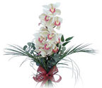  Muş çiçek siparişi sitesi  Dal orkide ithal iyi kalite