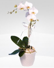 1 dallı orkide saksı çiçeği  Muş online çiçekçi , çiçek siparişi 