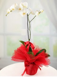1 dal beyaz orkide saksı çiçeği  Muş yurtiçi ve yurtdışı çiçek siparişi 