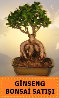 Ginseng bonsai satışı japon ağacı  Muş cicek , cicekci 