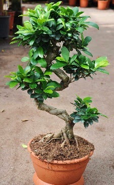 Orta boy bonsai saksı bitkisi  Muş internetten çiçek siparişi 
