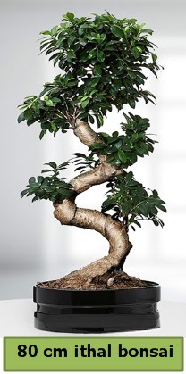 80 cm özel saksıda bonsai bitkisi  Muş çiçekçi telefonları 
