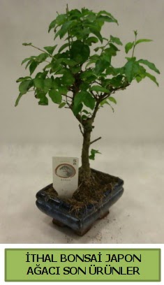 İthal bonsai japon ağacı bitkisi  Muş hediye sevgilime hediye çiçek 