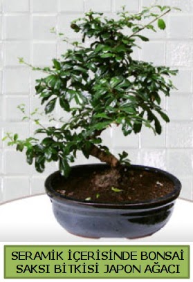 Seramik vazoda bonsai japon ağacı bitkisi  Muş çiçek siparişi sitesi 