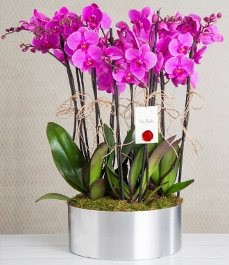 11 dallı mor orkide metal vazoda  Muş çiçek gönderme sitemiz güvenlidir 