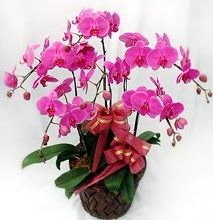 Sepet içerisinde 5 dallı lila orkide  Muş ucuz çiçek gönder 