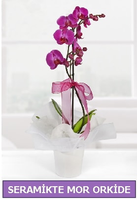 Seramik içerisinde birinci kalite tek dallı mor orkide  Muş İnternetten çiçek siparişi 