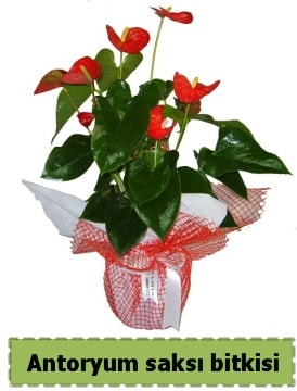 Antoryum saksı bitkisi satışı  Muş çiçek , çiçekçi , çiçekçilik 