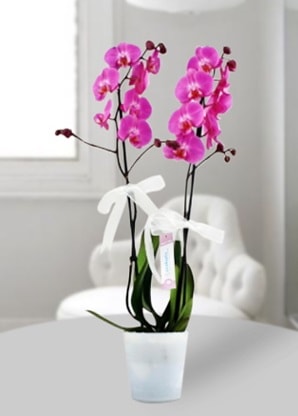 Çift dallı mor orkide  Muş çiçekçiler 