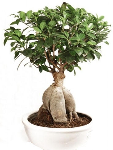 Ginseng bonsai japon ağacı ficus ginseng  Muş İnternetten çiçek siparişi 